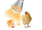 Peternakan Ayam Lampu Penerangan LED Tahan Air Dimmable 9W